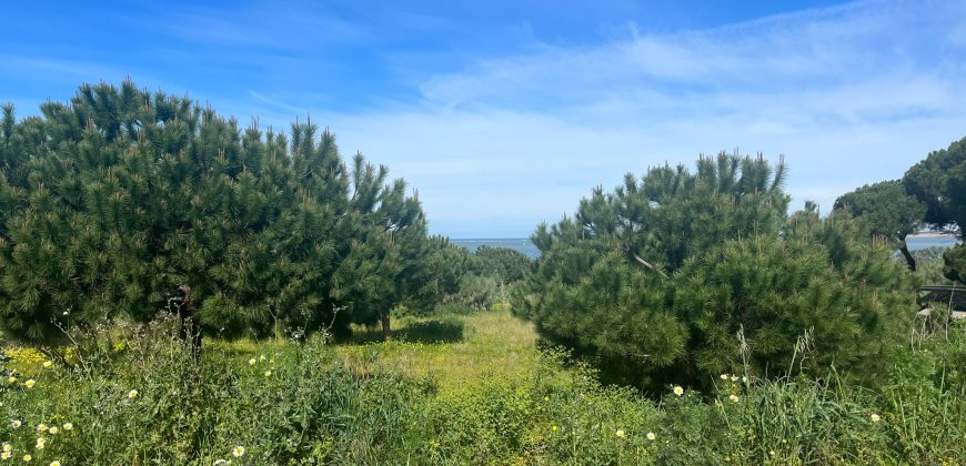 La Jara. Sanlúcar de Barrameda